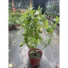 霏霏園藝 香水檸檬盆栽，可連皮食用，四季結果, 1個