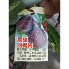 黑碳楊梅靠接小苗，株高60-70公分，庭院盆栽佳選，健康易活，自產美味楊梅, 1個