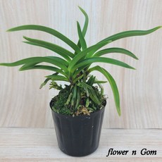 플라워앤곰 소엽풍란, 1개