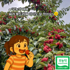 무농약 꾸지뽕 열매(급냉)3k 5k 10k, 3개, 1키로