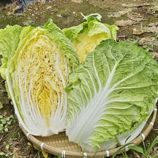 영월 채가원 "특가세일" 26년 햇배추 직접 절여 더 맛있는 절임배추 산지직송 예약배송 국내산 배추 당일절임, 도착 희망일 지정(김장하기 전날), 1박스, 10kg