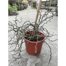 湾濟曲曲 多肉植物盆栽 辦公室桌面裝飾, 1個