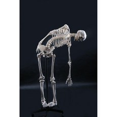 인체 골격 해골 해부학 남성 실습 모형 전신 교육 뼈모형 180cm, 3. 170 뼈 신경없음(척추 유연)