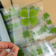 네잎클로버 생화 코팅 압화 카드 선물 FLC 다이어리 행운부적 행운 꽃다발 맞춤제작 진짜, 10개, 1세트