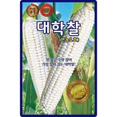 산들마켓 대학찰 옥수수 씨앗 70립 연농1호 옥수수씨 종자, 1개