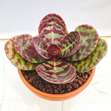 불사조 농장직송 산아래 다육이 생명력최고 키우기쉬운 공기정화 전자파차단 하월시아 다육 식물 선인장, 1개, 럭셔리