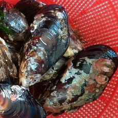 자연산홍합 중1kg 평균9개 섭담치, 대중1kg(평균9미내외), 1
