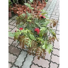 霏霏園藝 美洲合歡 大花粉撲盆栽 春秋開花 葉片觸碰搖曳