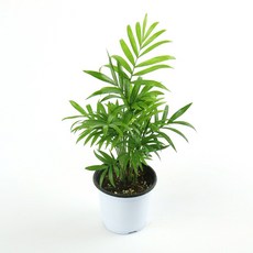 갑조네 테이블야자(소품) 실내식물 공기정화식물, 1개