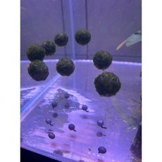 【臥水族】綠藻蝦屋 水族箱裝飾造景真水草 陰性水草小藻球, 漂浮藻球2cm(一顆）