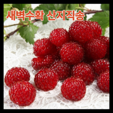 [프리미엄] 산지직송 당일수확 새콤달콤 산딸기, 1개, 250g