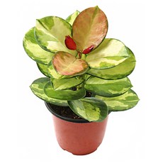 갑조네 호야리사(소품) 실내 인테리어 소품 공기정화식물, 1개