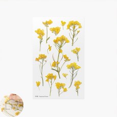 다있드림 압화 디자인 스티커 유채꽃 엽서