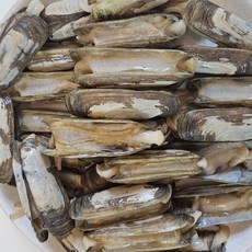 더맛곳간 국산 생물 가리 맛조개 순천 자연산, 1개, 1kg
