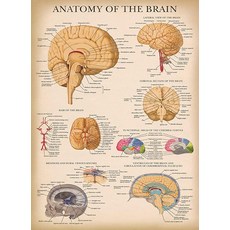 해외 Palace Learning 빈티지 뇌 해부학 포스터 - 라미네이트 인간 두뇌의 차트 45.7cm x 61cm18인치 24인치 미국매장정품+ 1712557, .0001.라미네이트 처리.