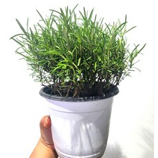 로즈마리 중품 모종 허브 식용 텃밭 화분 키우기, 로즈마리(중품), 1개