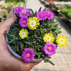 아비가든 다색 미니 송엽국 1+1+받침2 노지월동 화단, 2개