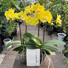 망고호접란 1+1 쌍대 노란꽃 실내화초 장기개화 올플랜츠, 1세트