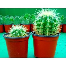 [아트플라워] 금호선인장 부채선인장 미니알로에 학습용 교육용 식물 다육식물 선인장, 작은금호선인장, 1개