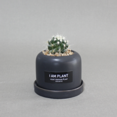 아이엠플랜트 롤업화분에 담은 선인장 다육이 스투키, 블랙 금호, 1개