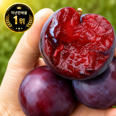 [26년첫출하] 프리미엄가정용 피자두 여름한정꿀범벅 자두, 1박스, 1kg