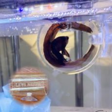 리비아쿠아 로고각인 베타침대 베타은신처 터널