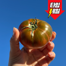 [초고당도brix] 부산 대저 짭짤이 토마토 특품, 1개, 2.5kg (짭짤이)