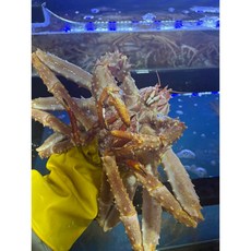 킹크랩 자숙 1.5kg, 1개, 1.5