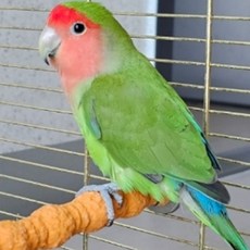 애완용품 앵무새 부리갈이 횟대 대 앵무새용품, 본상품