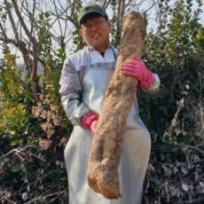 [25년 생칡 100%] 직접캔 소백산 칡즙 갱년기 생칡즙 120ml, 30개