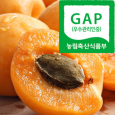 [농약걱정제로] 새벽수확 맛보면단골 상큼달달 살구, 1박스, 500g