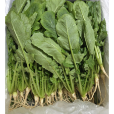 [국내산] 싱싱하고 아삭아삭 깔끔손질 농가직송 어린열무 열무 열무김치, 1개, 2kg