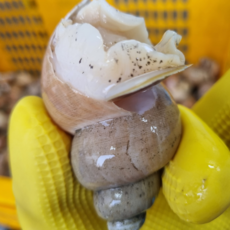 [당일조업] 동해안 백골뱅이 자연산 백골뱅이 쫄깃한 바다맛 백골뱅이 제철 백고동 산지직송, 1박스, 백골뱅이 1kg 중소 믹스 (40미 내외)