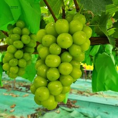 국산 샤인머스켓 생과 고당도 망고포도 샤인머스캣, 1개, 맛보기 450g 내외