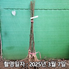 착한가격 나무생각 / 배나무 / 신고 / 접목1년 / 1등묘, 1개