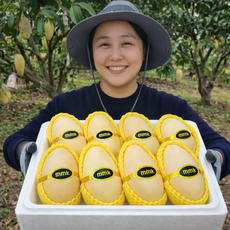 [상위1%] 프리미엄 고당도 태국 남독마이 골드망고 항공직송, 1박스, 골드망고 2.5kg