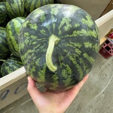 고당도 못난이 수박 4kg 시원한 제철 과일 꿀수박 고당도수박, 1개