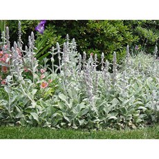 램스이어 스타키스 비잔티나 12센티포트묘 양의귀 봄꽃 노지월동 꽃보러가자, 1개