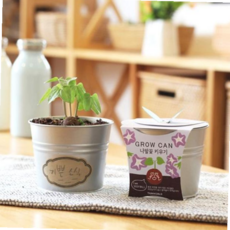 그로우캔 반려식물 미니정원 시리즈 키우기 씨앗 화분재배키트 59000EA 1EA, 미니해바라기