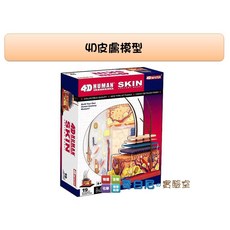 哥白尼的實驗室/Fame Master 4D皮膚模型 - 毛細孔 真皮層人體器官系列科學玩具, 1個