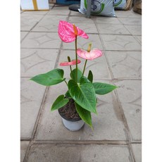 안시리움(분홍)1개, 1개