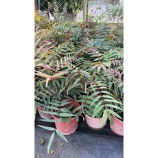 霏霏園藝 香椿 刺蔥盆栽, 1個