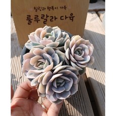 [룰루랄라다육][랜덤]다육식물 블루서프라이즈금