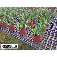 霏霏園藝眼鏡蛇山蘇5-6吋特價，獨特造型，易於照料，居家綠植首選, 1個