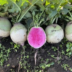 만복상회 햇 수박무 과일무 국산 제철, 1개, 3kg