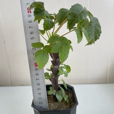 【G.L.魔仙園多肉植物】墨西哥角欖Beiselia mexicana, 1個