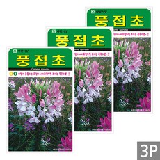 세인화분 풍접초 200립 - 야생화 들꽃 꽃 씨 씨앗 족두리꽃 족도리풀 백화채, 3개