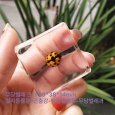 교육용 곤충 표본 세트 수지 보관 전갈 거미 자연학습 전시 컬렉션 선물용, 플라밍고 50, 1개, 기본 색상
