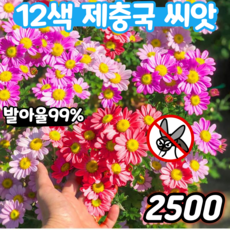[1+1] 12색 제충국 씨앗 노지 월동 다년생 꽃 씨앗 사계절 개화 꽃밭 혼합 씨앗, 5개