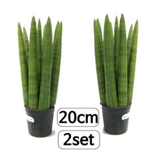 트리앤 1+1 스투키20cm/ 스투키30cm 스투키40cm 스투키50cm 본쉘 스투키 금전수 보석금전수 공기정화식물, 01. 1+1 일자형 20cm 7촉이상 1개, 1개